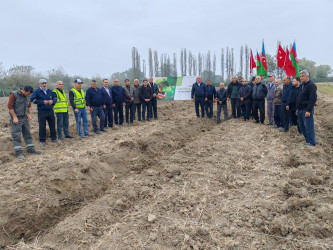 Sabirabadda "Türk dövlətləri milli ağaclandırma günü“nə həsr olunmuş ağacəkmə aksiyası keçirilib