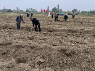 Sabirabadda "Türk dövlətləri milli ağaclandırma günü“nə həsr olunmuş ağacəkmə aksiyası keçirilib