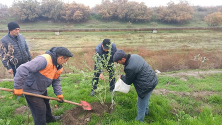 “Yaşıl dünya naminə həmrəylik ili” çərçivəsində Sabirabad rayonunda növbəti ağacəkmə aksiyası keçirilmişdir