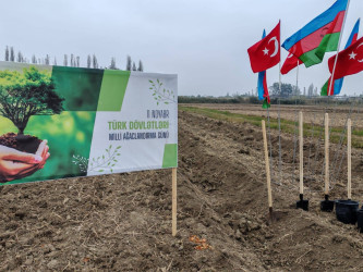 Sabirabadda "Türk dövlətləri milli ağaclandırma günü“nə həsr olunmuş ağacəkmə aksiyası keçirilib