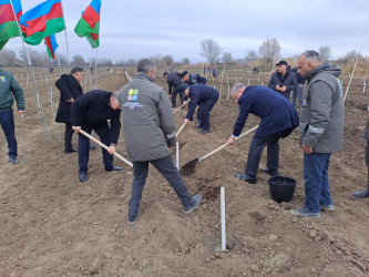 Sabirabad rayonunda Dünya Azərbaycanlılarının Həmrəylik Günü münasibəti ilə meşə fondu torpaqlarında ağacəkmə aksiyası keçirilmişdir