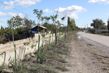 Sabirabad rayonunda "Yaşıl dünya naminə həmrəylik ili" çərçivəsində növbəti ağacəkmə aksiyası davam etdirilir