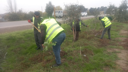 “Yaşıl dünya naminə həmrəylik ili” çərçivəsində Sabirabad rayonunda növbəti ağacəkmə aksiyası keçirilmişdir