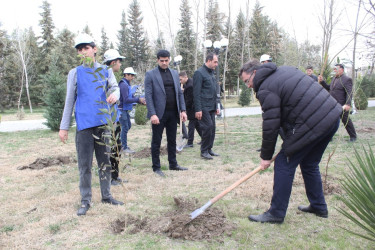 Sabirabadda Ümummilli Lider Heydər Əliyevin anadan olmasının 100 illiyi münasibətilə ağacəkmə aksiyası davam etdirilir