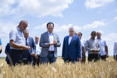 Sabirabad rayonunda Kənd təsərrüfatı naziri Məcnun Məmmədov taxıl biçinində iştirak edib, fermerlərlə görüşüb