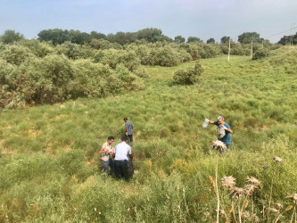 Sabirabadda Kür çayının sahilində “Konstitusiya və Suverenlik İli” çərçivəsində iməcilik aksiyası keçirilib