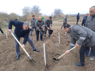 Sabirabad rayonunda Dünya Azərbaycanlılarının Həmrəylik Günü münasibəti ilə meşə fondu torpaqlarında ağacəkmə aksiyası keçirilmişdir