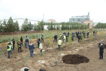 Sabirabad rayonunda “Yaşıl bir dünya üçün həmrəy olaq!” şüarı altında ağacəkmə aksiyasına başlanılmışdır