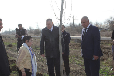 Sabirabadda Ümummilli Lider Heydər Əliyevin 100 illiyinə həsr olunmuş ağacəkmə aksiyası davam edir