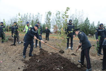 Sabirabad rayonunda "Yaşıl dünya naminə həmrəylik ili" çərçivəsində növbəti ağacəkmə aksiyası davam etdirilir