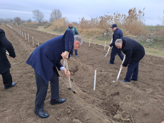 Sabirabad rayonunda Dünya Azərbaycanlılarının Həmrəylik Günü münasibəti ilə meşə fondu torpaqlarında ağacəkmə aksiyası keçirilmişdir