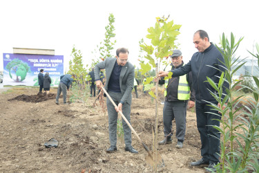 Sabirabad rayonunda “Yaşıl bir dünya üçün həmrəy olaq!” şüarı altında ağacəkmə aksiyasına başlanılmışdır