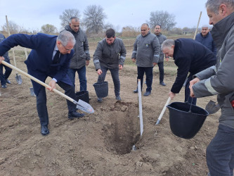 Sabirabad rayonunda Dünya Azərbaycanlılarının Həmrəylik Günü münasibəti ilə meşə fondu torpaqlarında ağacəkmə aksiyası keçirilmişdir