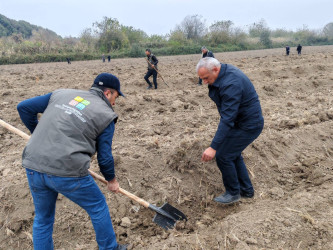 Sabirabadda "Türk dövlətləri milli ağaclandırma günü“nə həsr olunmuş ağacəkmə aksiyası keçirilib