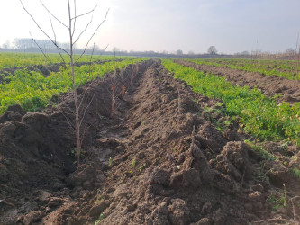 Sabirabad rayonunda “Yaşıl dünya naminə həmrəylik ili” çərçivəsində ağac-kol tinginin əkilməsi və qiymətli meşə cinslərinə aid toxumların səpilməsi həyata keçirilmişdir