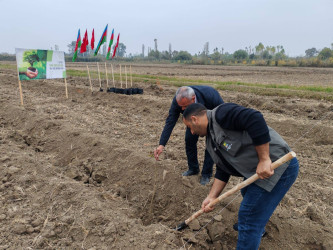 Sabirabadda "Türk dövlətləri milli ağaclandırma günü“nə həsr olunmuş ağacəkmə aksiyası keçirilib