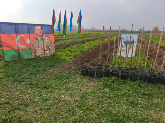 Sabirabad rayonunda “Yaşıl dünya naminə həmrəylik ili” çərçivəsində ağac-kol tinginin əkilməsi və qiymətli meşə cinslərinə aid toxumların səpilməsi həyata keçirilmişdir