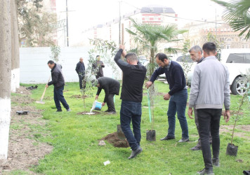 Sabirabadda Ümummilli Lider Heydər Əliyevin anadan olmasının 100 illiyi münasibətilə ağacəkmə aksiyası davam etdirilir