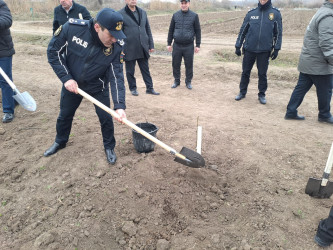 Sabirabad rayonunda Dünya Azərbaycanlılarının Həmrəylik Günü münasibəti ilə meşə fondu torpaqlarında ağacəkmə aksiyası keçirilmişdir