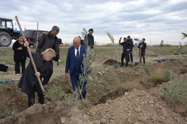 Sabirabad rayonunda "Yaşıl dünya naminə həmrəylik ili" çərçivəsində növbəti ağacəkmə aksiyası davam etdirilir