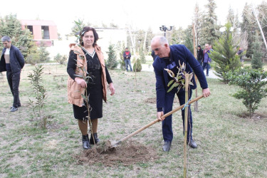 Sabirabadda Ümummilli Lider Heydər Əliyevin anadan olmasının 100 illiyi münasibətilə ağacəkmə aksiyası davam etdirilir