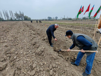 Sabirabadda "Türk dövlətləri milli ağaclandırma günü“nə həsr olunmuş ağacəkmə aksiyası keçirilib