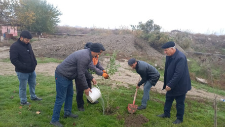 “Yaşıl dünya naminə həmrəylik ili” çərçivəsində Sabirabad rayonunda növbəti ağacəkmə aksiyası keçirilmişdir