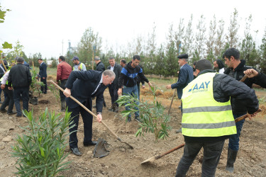 Sabirabad rayonunda “Yaşıl bir dünya üçün həmrəy olaq!” şüarı altında ağacəkmə aksiyasına başlanılmışdır