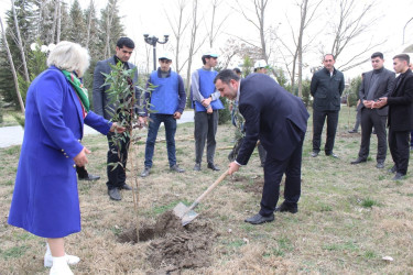 Sabirabadda Ümummilli Lider Heydər Əliyevin anadan olmasının 100 illiyi münasibətilə ağacəkmə aksiyası davam etdirilir