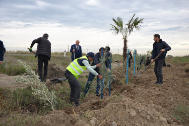 Sabirabad rayonunda "Yaşıl dünya naminə həmrəylik ili" çərçivəsində növbəti ağacəkmə aksiyası davam etdirilir