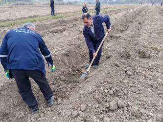 Sabirabadda "Türk dövlətləri milli ağaclandırma günü“nə həsr olunmuş ağacəkmə aksiyası keçirilib