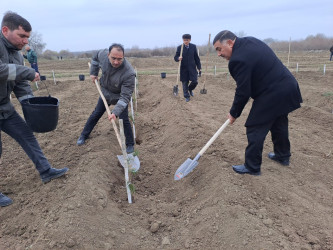 Sabirabad rayonunda Dünya Azərbaycanlılarının Həmrəylik Günü münasibəti ilə meşə fondu torpaqlarında ağacəkmə aksiyası keçirilmişdir