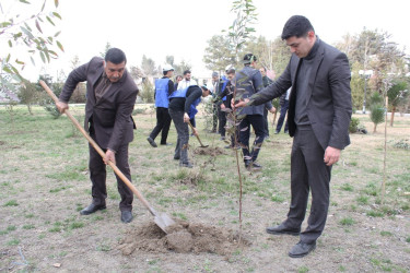 Sabirabadda Ümummilli Lider Heydər Əliyevin anadan olmasının 100 illiyi münasibətilə ağacəkmə aksiyası davam etdirilir