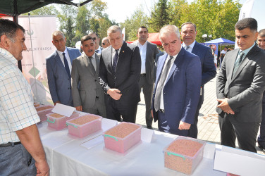 Sabirabadda toxum sərgi-satış yarmarkası keçirilib